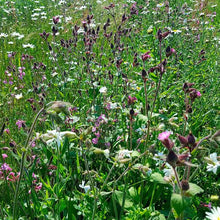 Load image into Gallery viewer, WILDFLOWER MIX SHADY WOODLAND SEED
