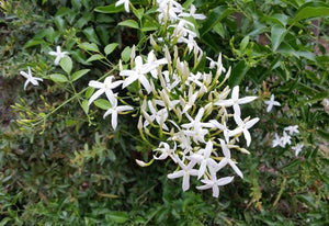 JASMINUM AZORICUM LEMON SCENTED JASMINE 3.5L