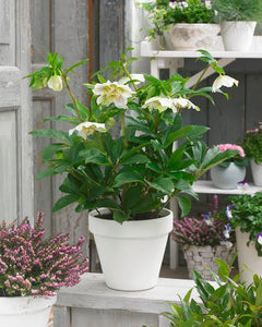 HELLEBORUS ORIENTALIS HYBRID TUTU WHITE 2.5L