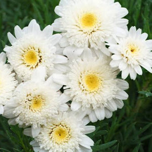 ARGYRANTHEMUM SUGAR AND ICE 1.5L