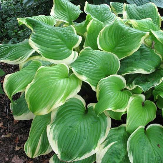 HOSTA FRAGRANT BOUQUET 2.0L