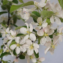 Load image into Gallery viewer, CRABAPPLE MALUS GORGEOUS PB18
