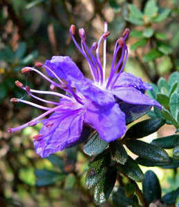 RHODODENDRON IMPEDITUM 6.0L