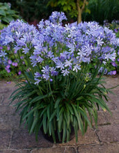 Load image into Gallery viewer, AGAPANTHUS CHARLOTTE
