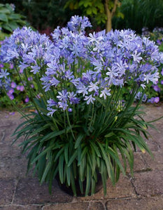 AGAPANTHUS CHARLOTTE