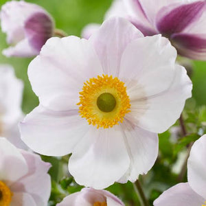 ANEMONE HUPEHENSIS DAINTY SWAN 1.5L