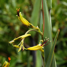 Load image into Gallery viewer, PHORMIUM COOKIANUM WHARARIKI 1.0L
