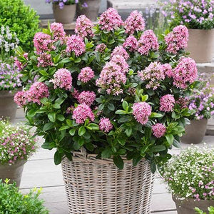 ESCALLONIA PINK ELLE 2.4L