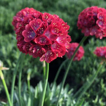 Load image into Gallery viewer, ARMERIA DREAMERIA HAPPY DREAMS 1.5L
