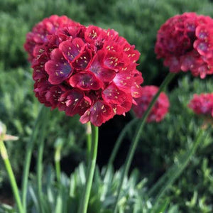 ARMERIA DREAMERIA HAPPY DREAMS 1.5L