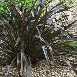 PHORMIUM PLATTS BLACK 2.0L