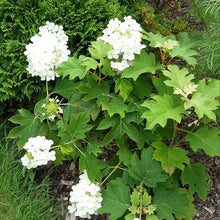 Load image into Gallery viewer, HYDRANGEA QUERCIFOLIA PEE WEE 4.5L
