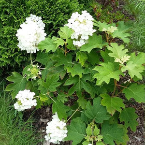 HYDRANGEA QUERCIFOLIA PEE WEE 4.5L