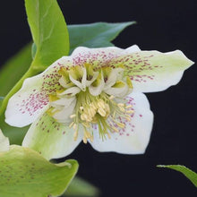 Load image into Gallery viewer, HELLEBORUS ORIENTALIS HYBRID TUTU WHITE 2.5L
