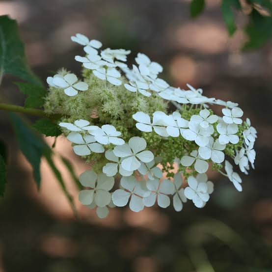 HYDRANGEA QUERCIFOLIA PEE WEE 3.0L