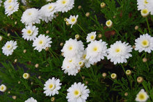 Load image into Gallery viewer, ARGYRANTHEMUM SUGAR AND ICE 1.5L
