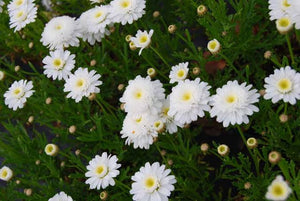 ARGYRANTHEMUM SUGAR AND ICE 1.5L