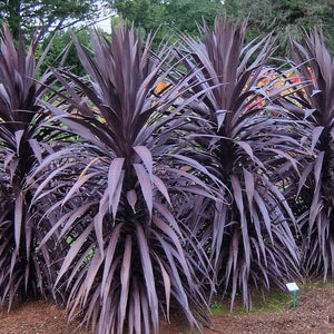 CORDYLINE BURGUNDY SPIRE 2.5L