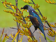 Load image into Gallery viewer, PHORMIUM COOKIANUM WHARARIKI 1.0L
