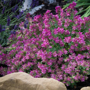 ORIGANUM BELISSIMO 14CM