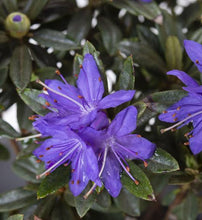 Load image into Gallery viewer, RHODODENDRON IMPEDITUM 6.0L
