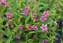 Load image into Gallery viewer, JASMINUM BEESIANUM RED JASMINE 3.5L
