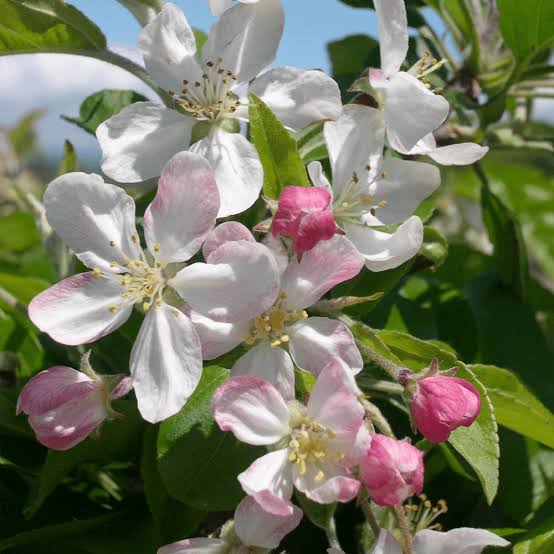 CRABAPPLE MALUS GORGEOUS PB18