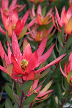 Load image into Gallery viewer, LEUCADENDRON SAFARI SUNSET 1.5L
