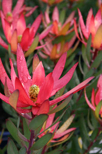 LEUCADENDRON SAFARI SUNSET 1.5L