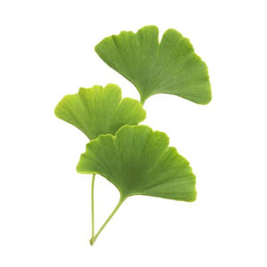 GINKGO BILOBA MAIDENHAIR TREE PB18