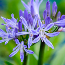 Load image into Gallery viewer, AGAPANTHUS CHARLOTTE
