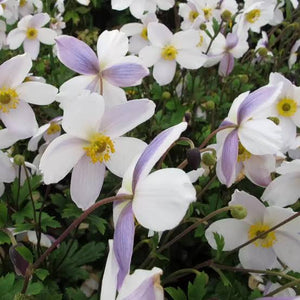 ANEMONE HUPEHENSIS ELFIN SWAN 1.5L