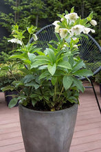 Load image into Gallery viewer, HELLEBORUS ORIENTALIS HYBRID TUTU WHITE 2.5L
