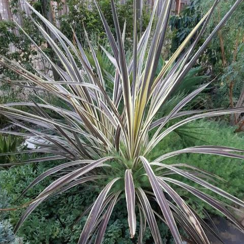 CORDYLINE GOLDEN EARTH 2.5L