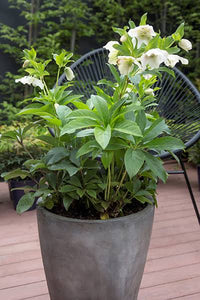 HELLEBORUS ORIENTALIS HYBRID TUTU WHITE 2.5L