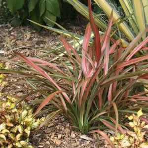 PHORMIUM PIXIE 2.0L