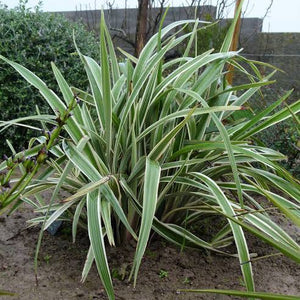 DIANELLA WYEENA 2.4L