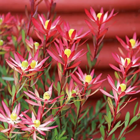 LEUCADENDRON STARBURST 1.5L