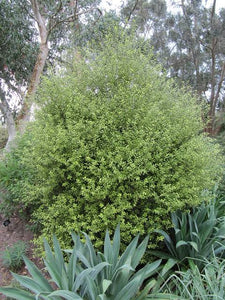 PITTOSPORUM TANDARRA GOLD