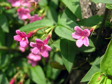 Load image into Gallery viewer, JASMINUM BEESIANUM RED JASMINE 3.5L
