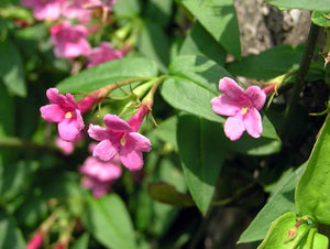 JASMINUM BEESIANUM RED JASMINE 3.5L