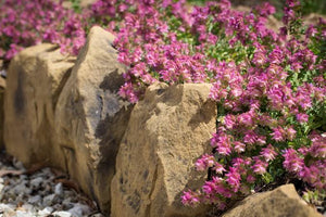 ORIGANUM BELISSIMO 14CM