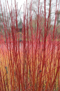 CORNUS ALBA SIBIRICA 2.5L