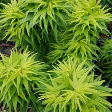 Load image into Gallery viewer, ACER PALMATUM MIKAWA YATSABUSA TOPIARY GRADE
