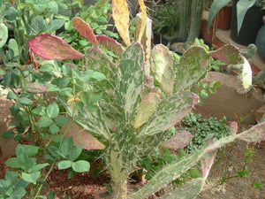 OPUNTIA MONACANTHA VARIEGATA