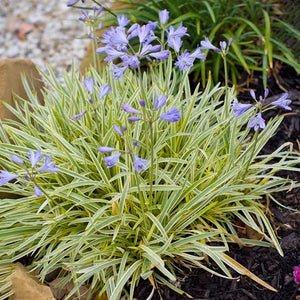 AGAPANTHUS GOLDEN DROP