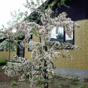 CRABAPPLE MALUS GORGEOUS PB18