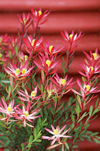 Load image into Gallery viewer, LEUCADENDRON STARBURST 3.3L
