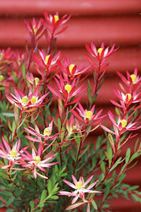 LEUCADENDRON STARBURST 3.3L