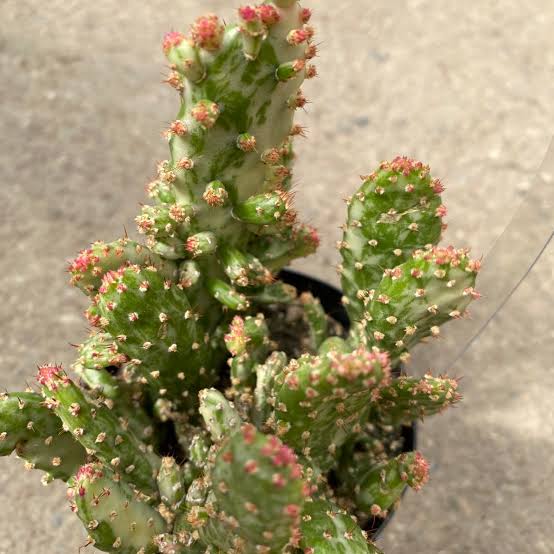 OPUNTIA MONACANTHA VARIEGATA